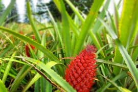 Visiting Pearl Harbor and Getting Lost in a Pineapple Maze 3
