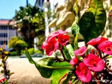 7 Reasons Why I Will Return to Santa Barbara 3