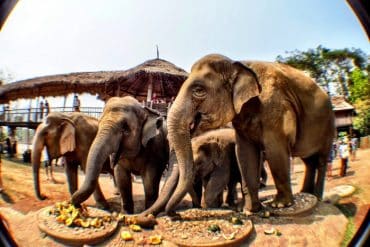 Not Riding Elephants in Thailand - A day at the Elephant Nature Park 4