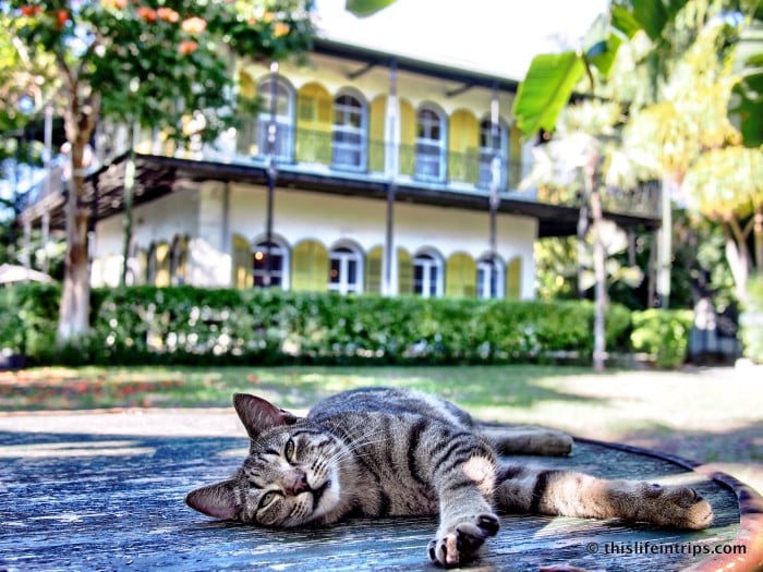 The 6-Toed Cats of The Hemingway House