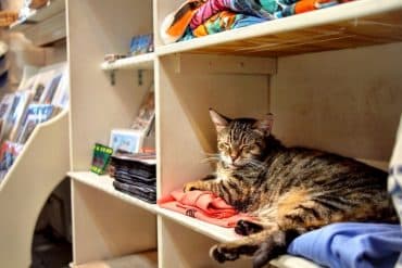 The 6-Toed Cats of The Hemingway House 5
