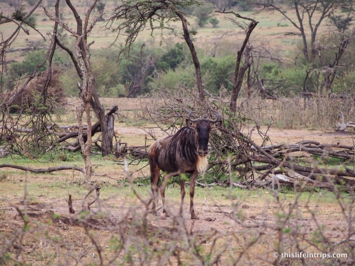 Experiencing The Serengeti Wildebeest Migration...Sort Of.