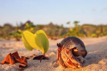 The Crabs of Lamu 2