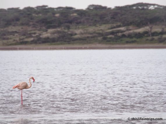 A Nonbirder's Take on the Birds of Africa 3