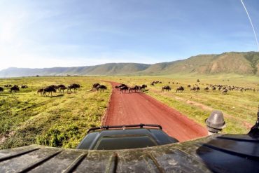 Hunting Rhino in Ngorongoro 21