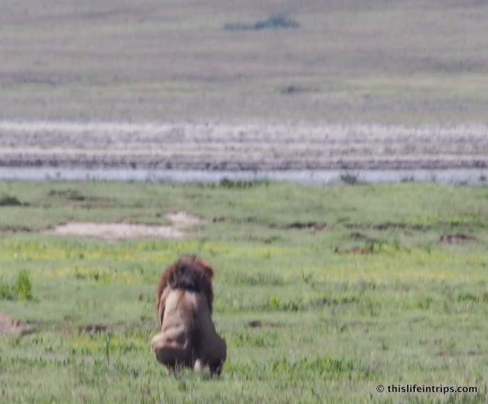 Africa Got Back - My Big 5 Behinds