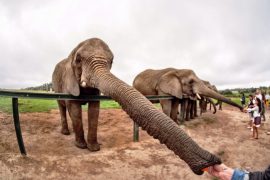 Walking with Elephants in Knysna 3