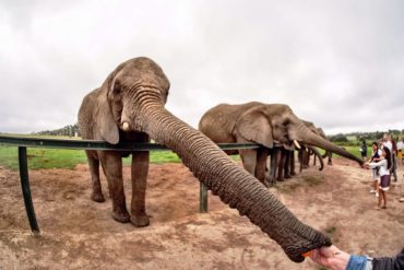 Walking with Elephants in Knysna 3