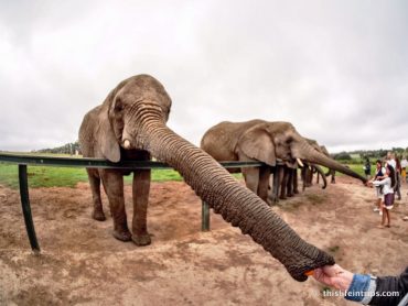 Walking with Elephants in Knysna 3