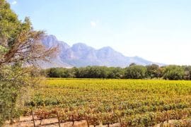 Cape Winelands Guided Tour - It's for the best. 2