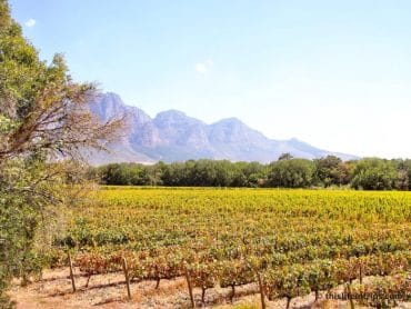 Cape Winelands Guided Tour - It's for the best. 2