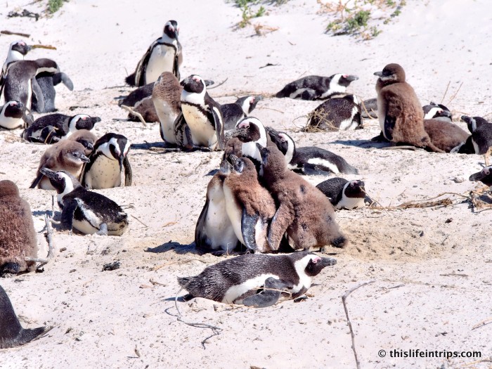 Penguins of Simons Town