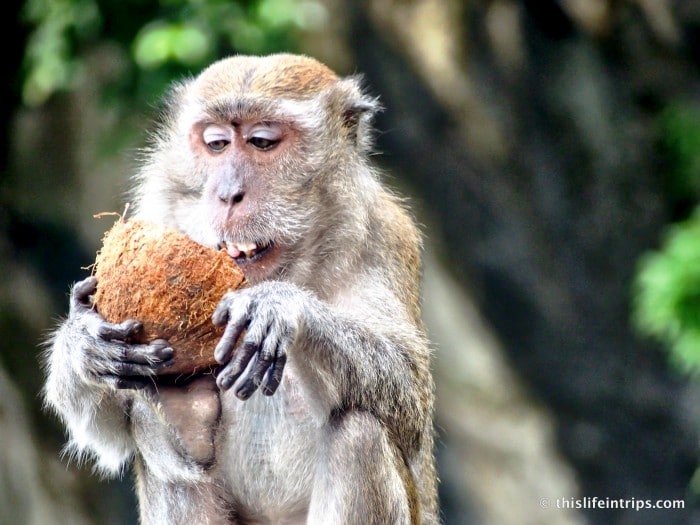Kuala Lumpur's furry locals