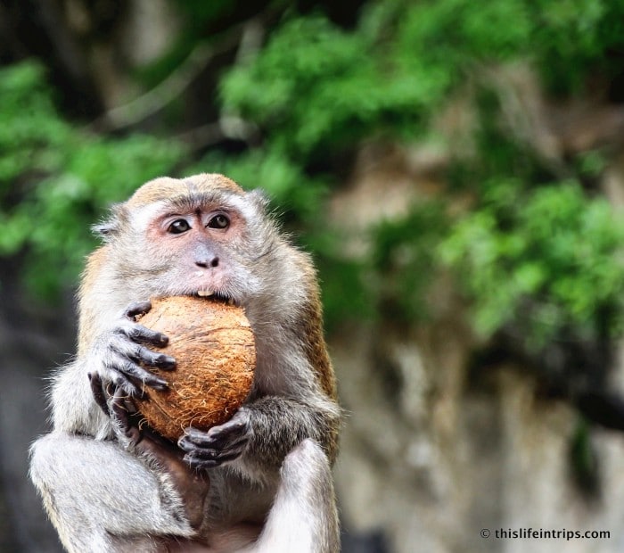 Experience wildlife at Batu Caves: Home to playful monkeys