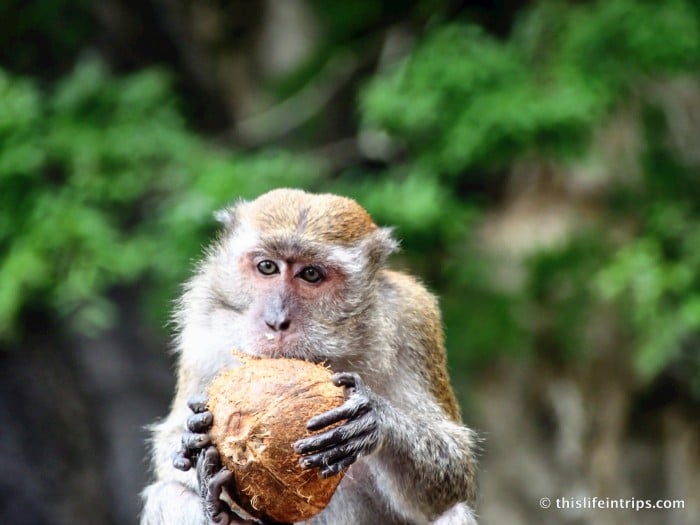 The monkeys of Batu Caves
