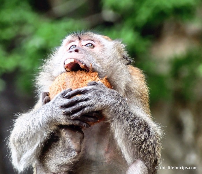 Kuala Lumpur's playful residents