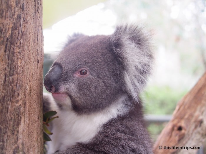 Falling in love with Adelaide and why you Shouldn't Skip it