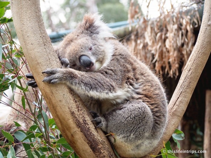 Falling in love with Adelaide and why you Shouldn't Skip it