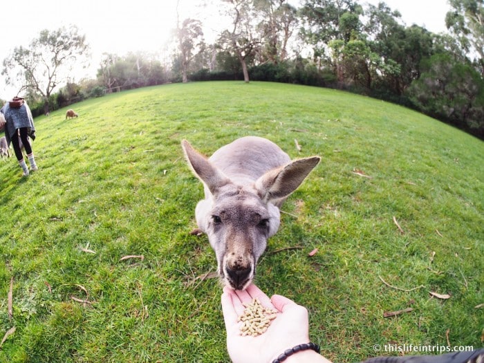 Falling in love with Adelaide and why you Shouldn't Skip it