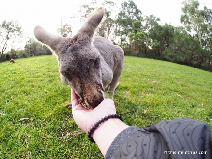 Falling in love with Adelaide and why you Shouldn't Skip it