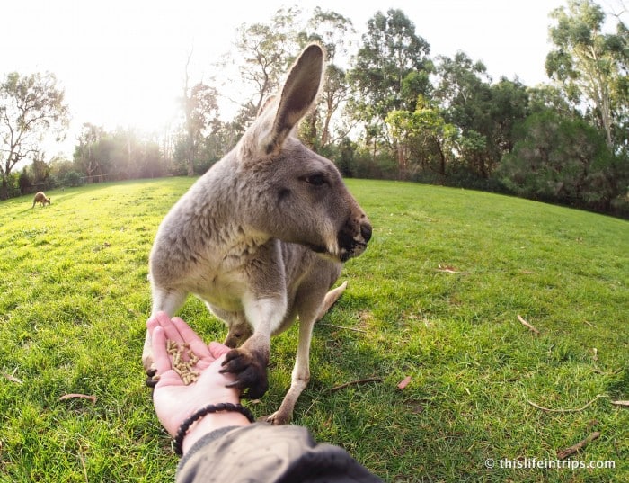 Falling in love with Adelaide and why you Shouldn't Skip it