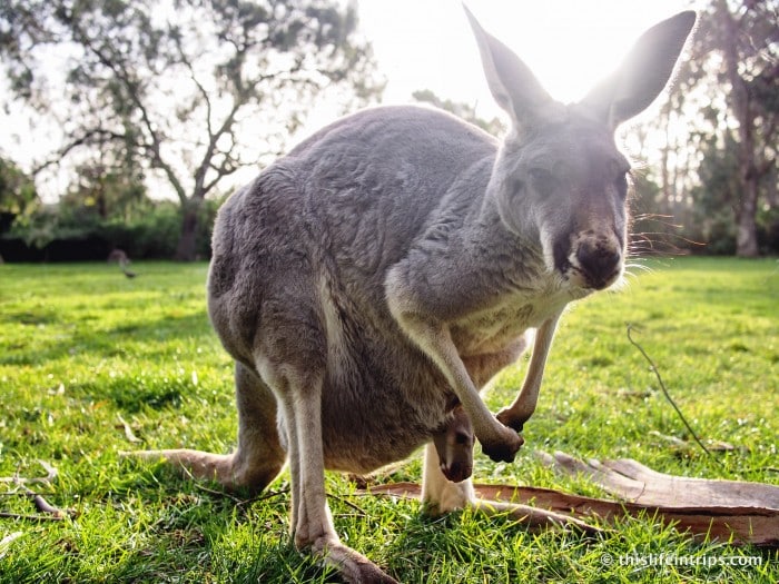 Falling in love with Adelaide and why you Shouldn't Skip it