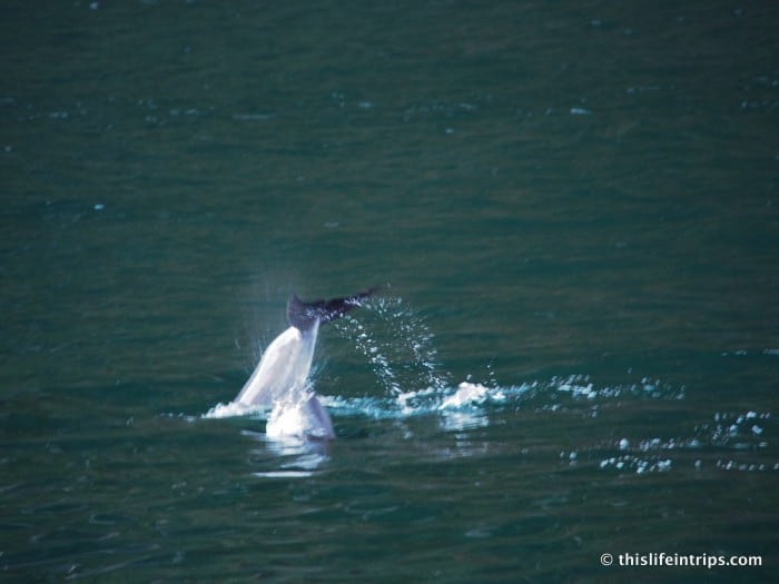 Milford Sound with Real Journeys