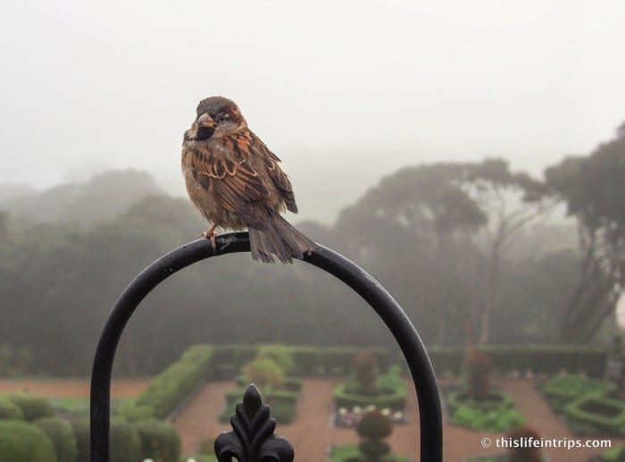 Bird perching