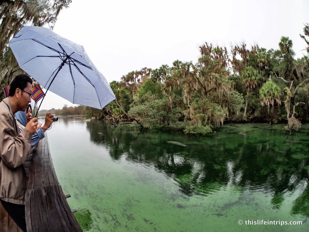 Sea Cow Tipping in Blue Springs State Park Florida