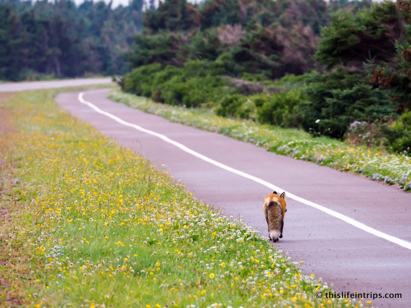 Visiting Prince Edward Island highlights - Red Fox