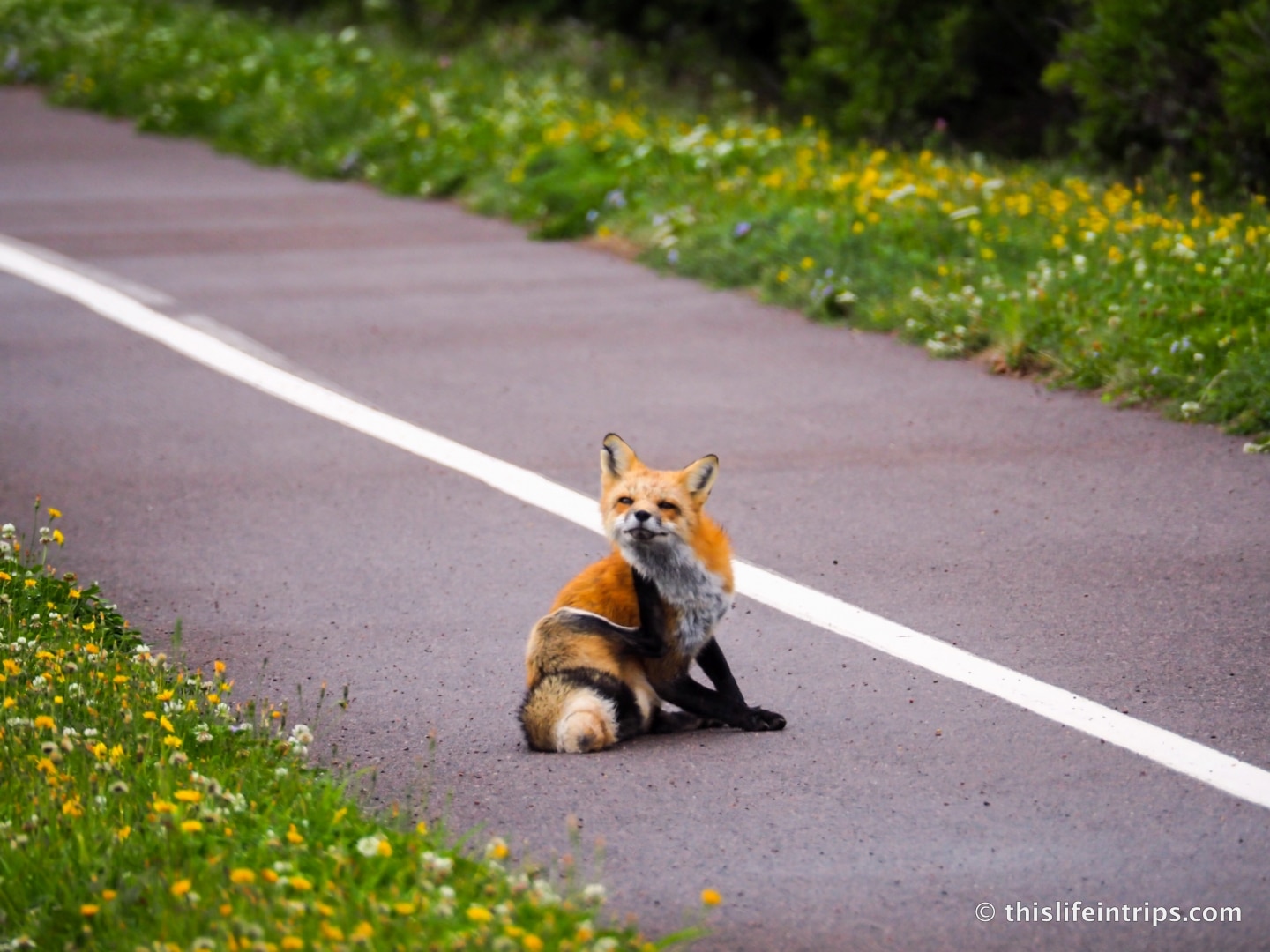 Visiting Prince Edward Island highlights - Red Fox