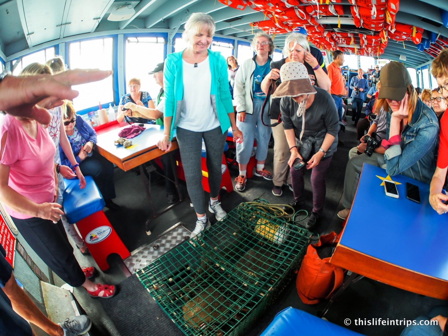 Educational experience learning about lobster habitat and behavio