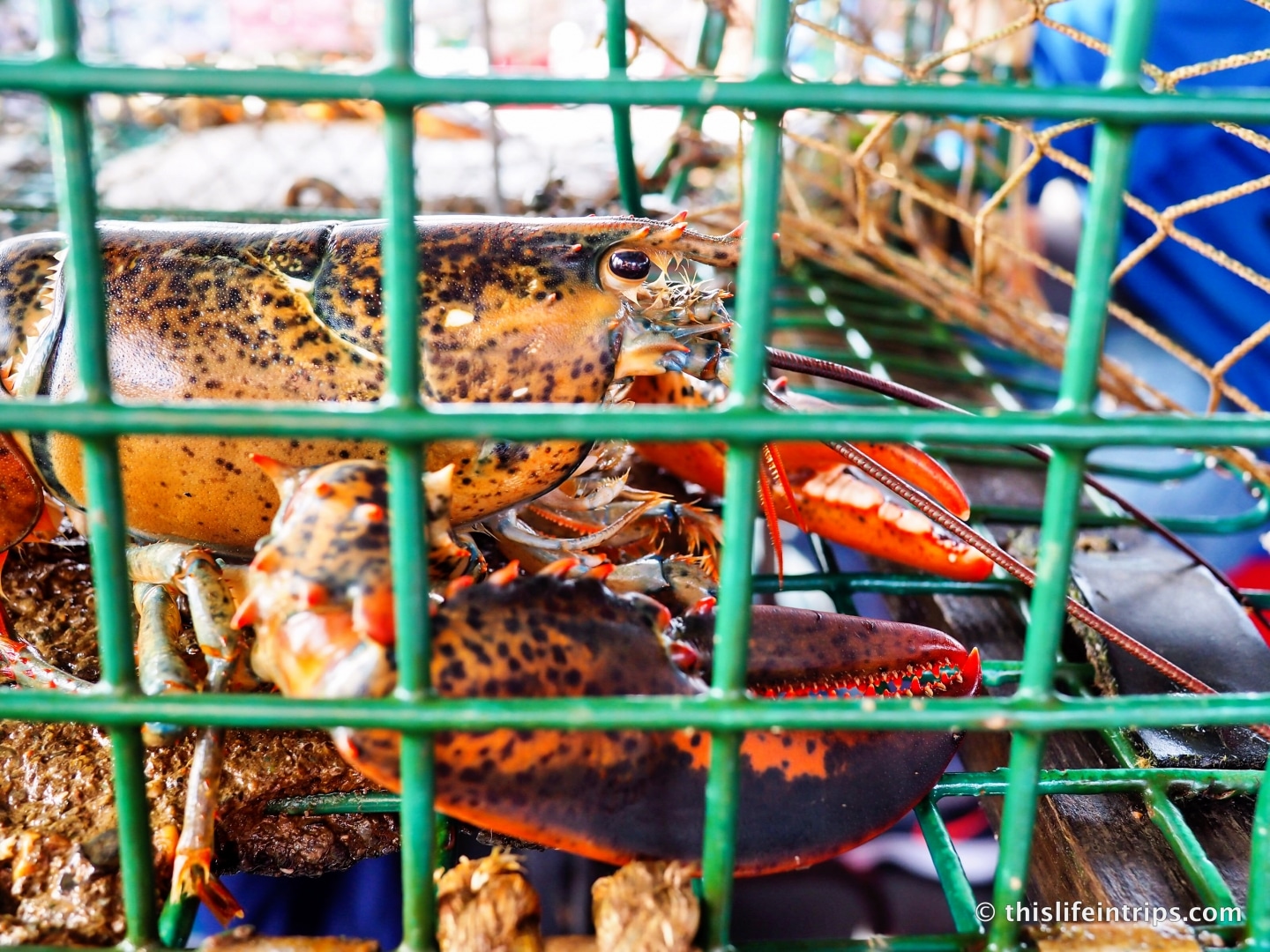 Up-close encounters with live lobsters on the Shediac Lobster Cruise