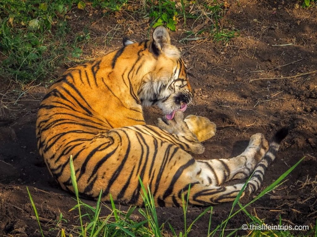 Is a Ranthambore Tiger Safari in India Worth it?