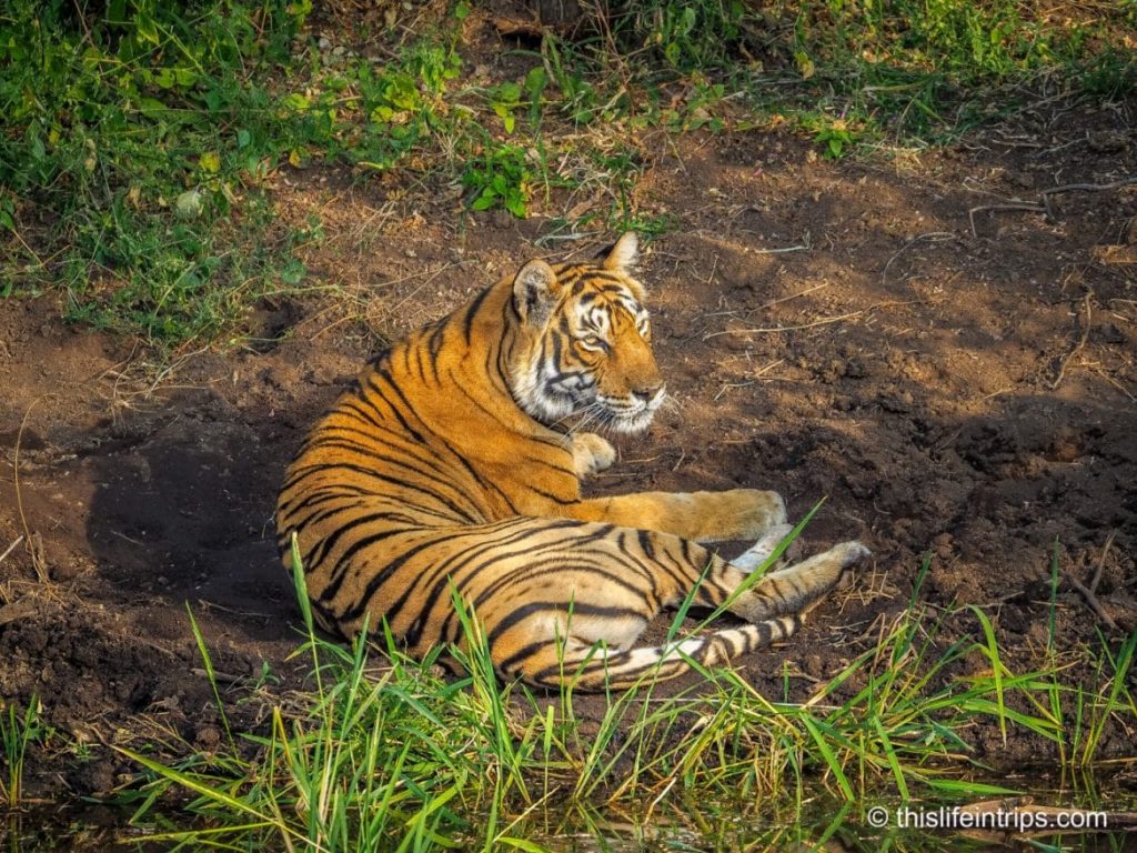 Is a Ranthambore Tiger Safari in India Worth it?