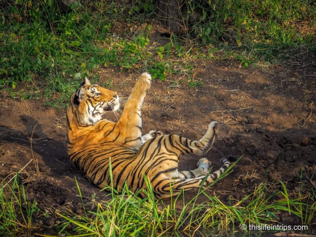 Is a Ranthambore Tiger Safari in India Worth it?
