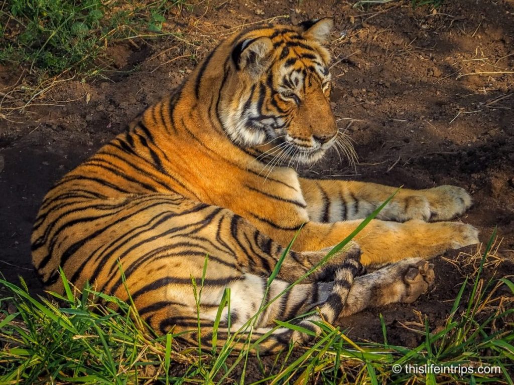 Is a Ranthambore Tiger Safari in India Worth it?