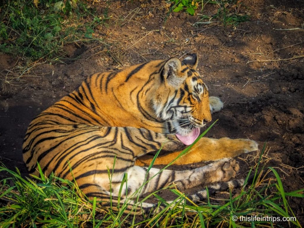 Is a Ranthambore Tiger Safari in India Worth it?