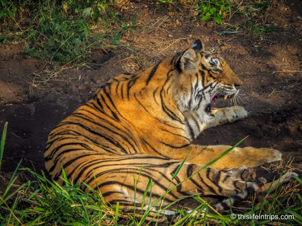 Is a Ranthambore Tiger Safari in India Worth it?