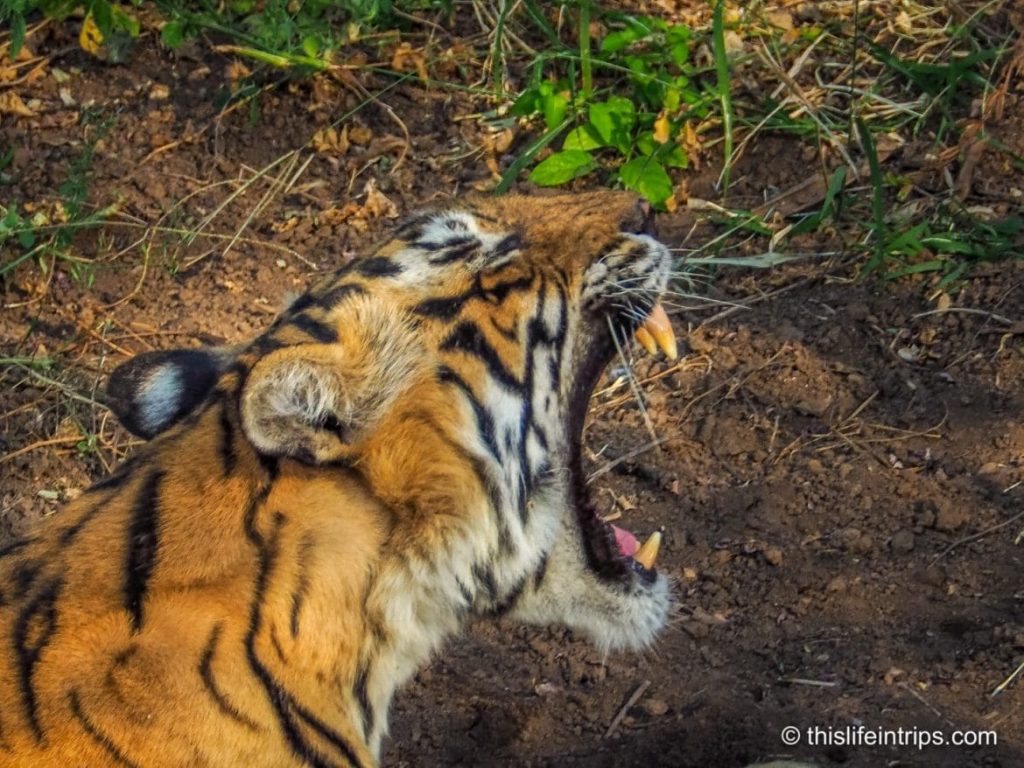 Is a Ranthambore Tiger Safari in India Worth it?