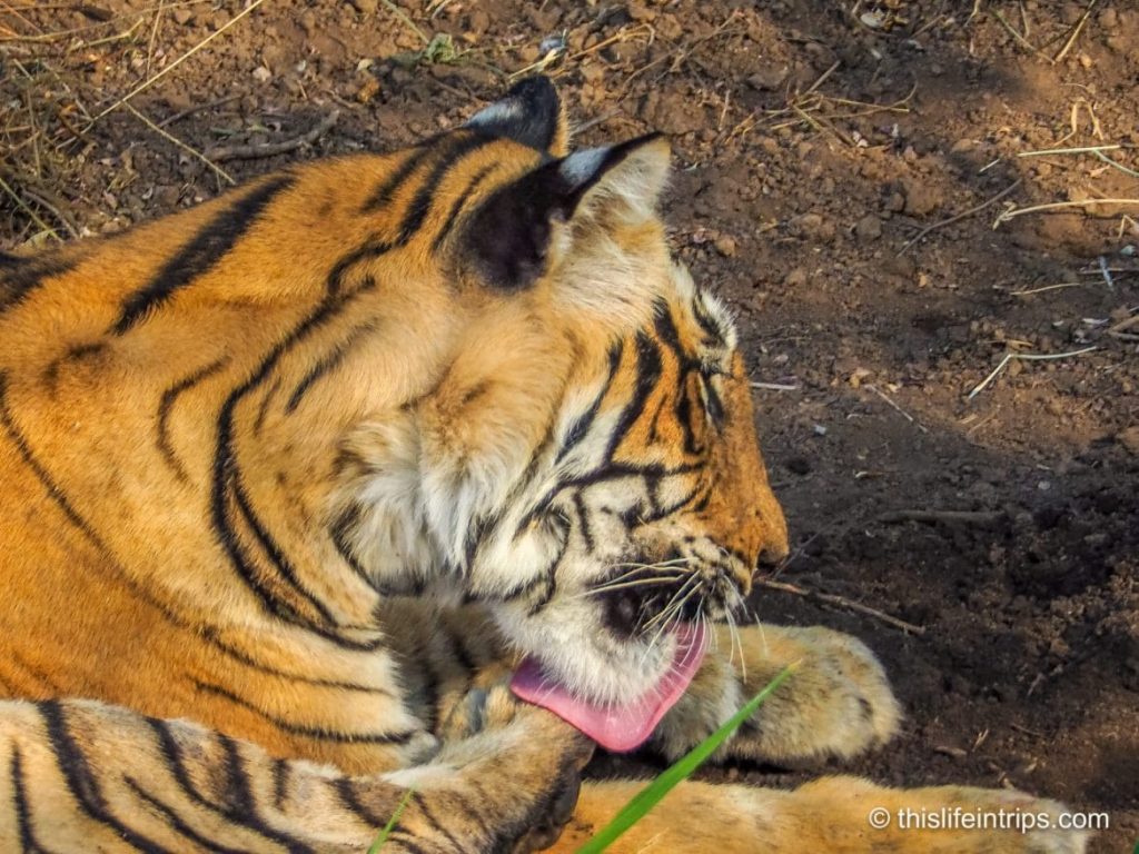Is a Ranthambore Tiger Safari in India Worth it?