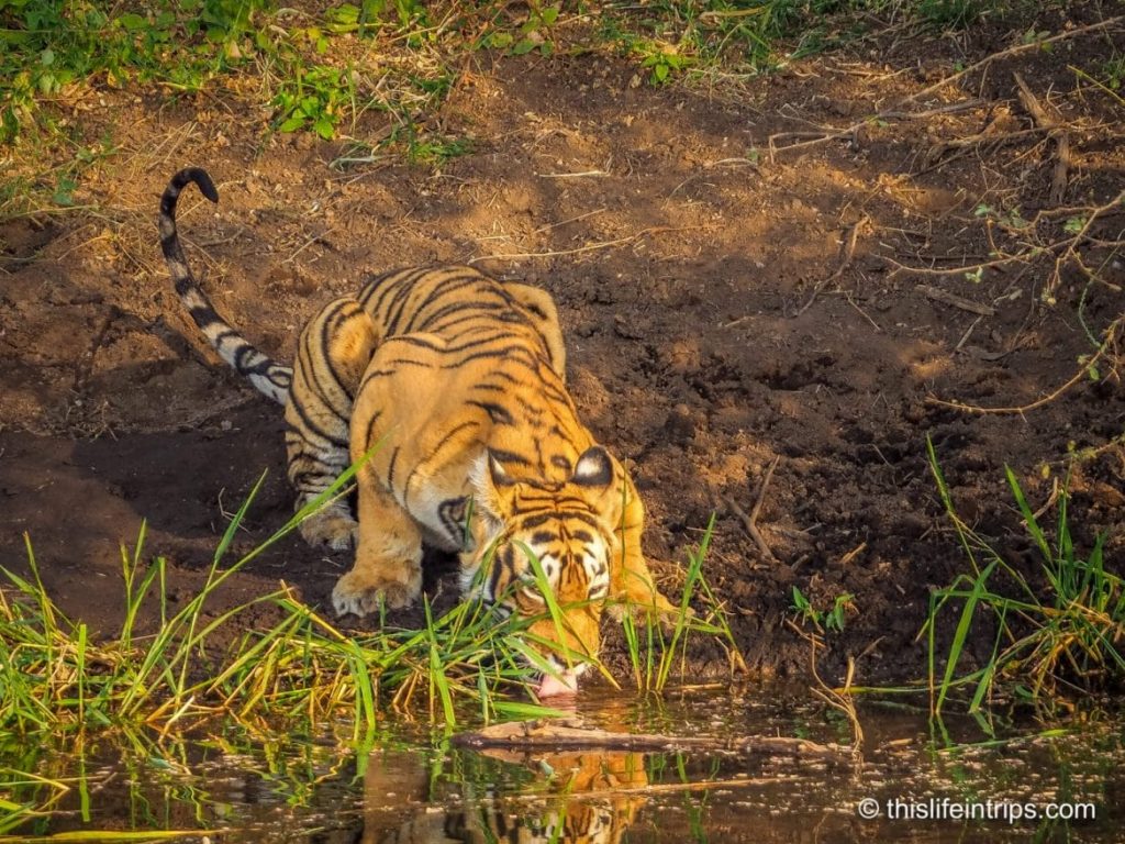 Is a Ranthambore Tiger Safari in India Worth it?