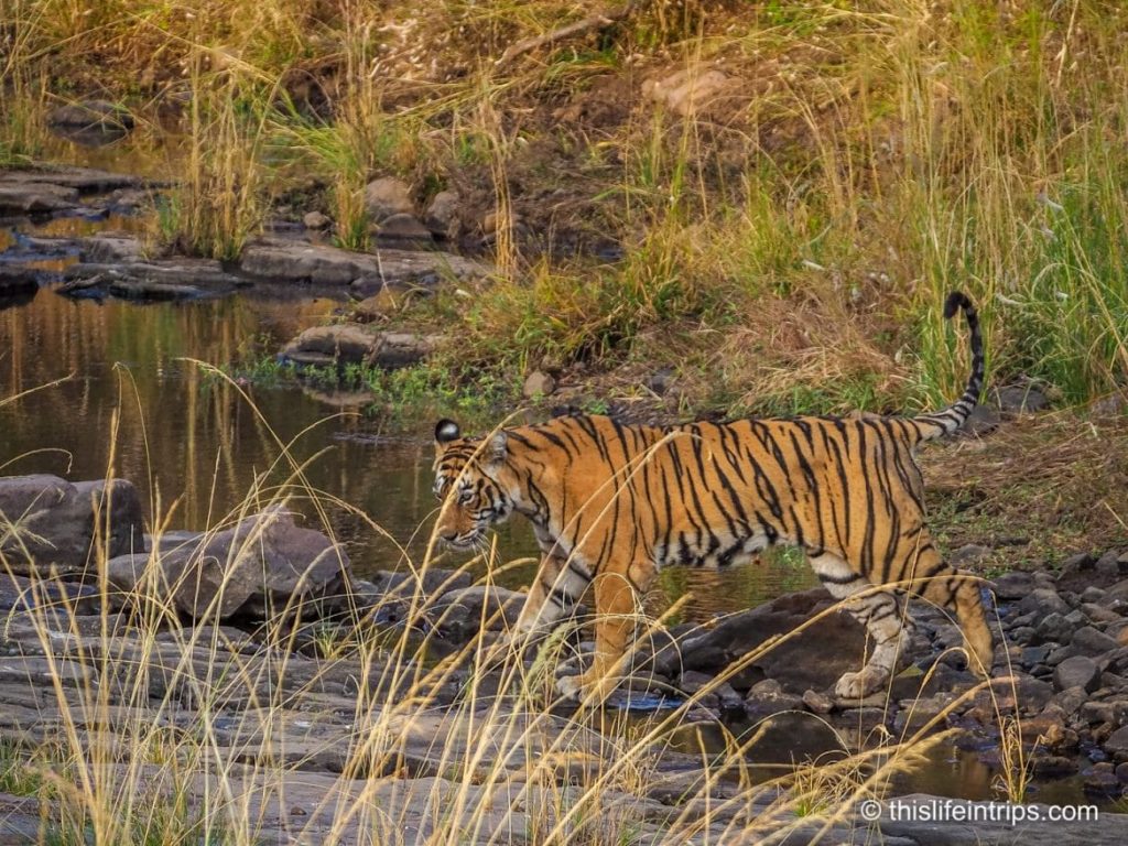 Is a Ranthambore Tiger Safari in India Worth it?