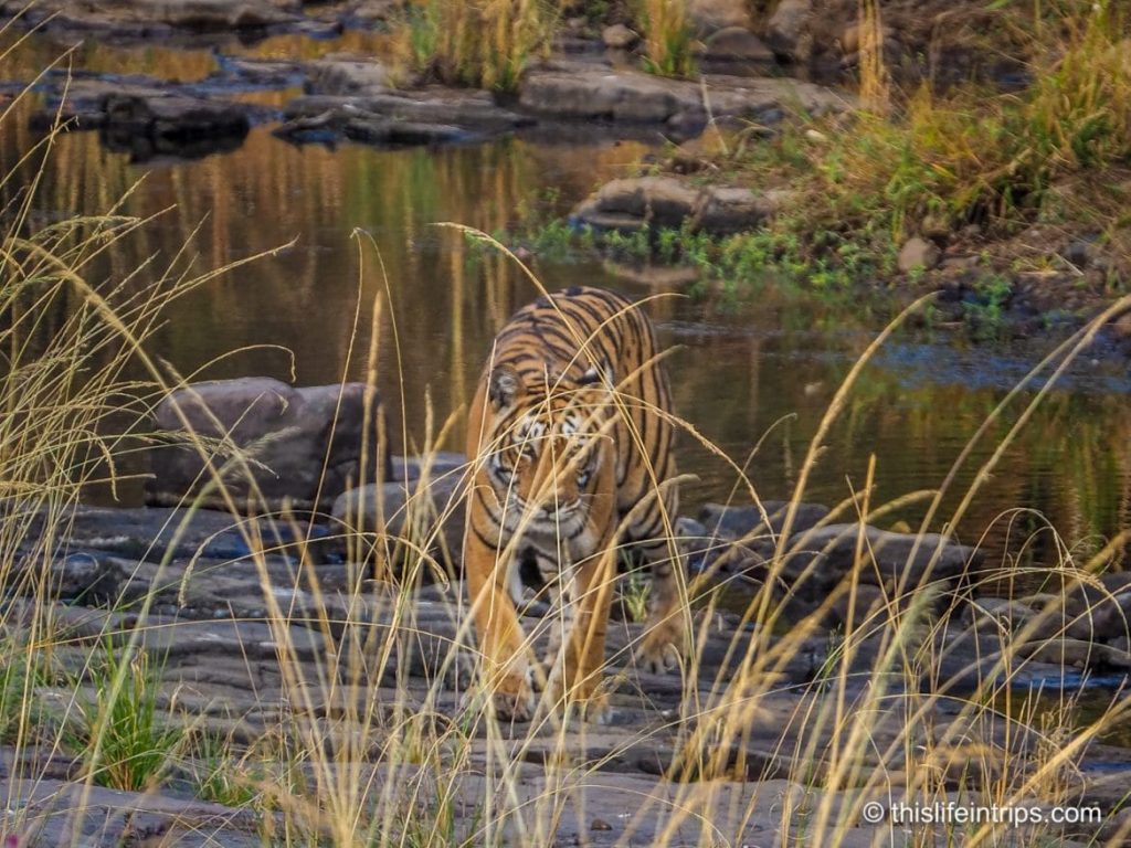 Is a Ranthambore Tiger Safari in India Worth it?