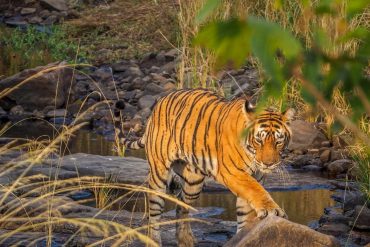 Is a Ranthambore Tiger Safari in India Worth it?