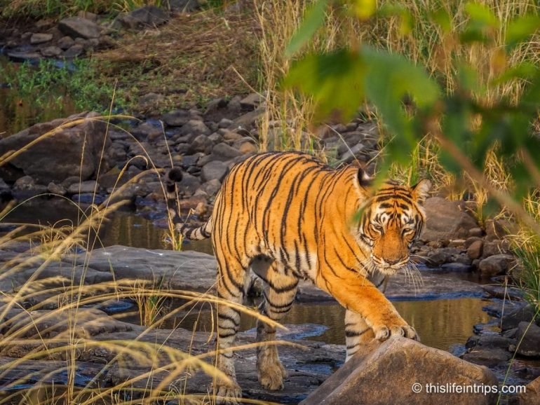 Is a Ranthambore Tiger Safari in India Worth it?