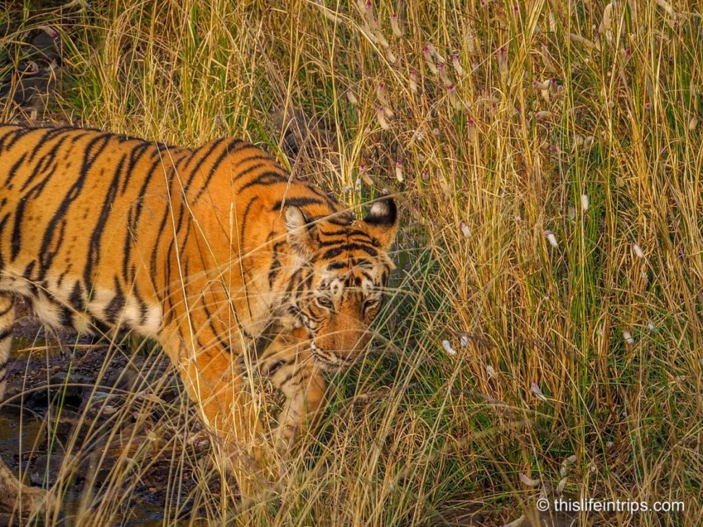 Is a Ranthambore Tiger Safari in India Worth it?