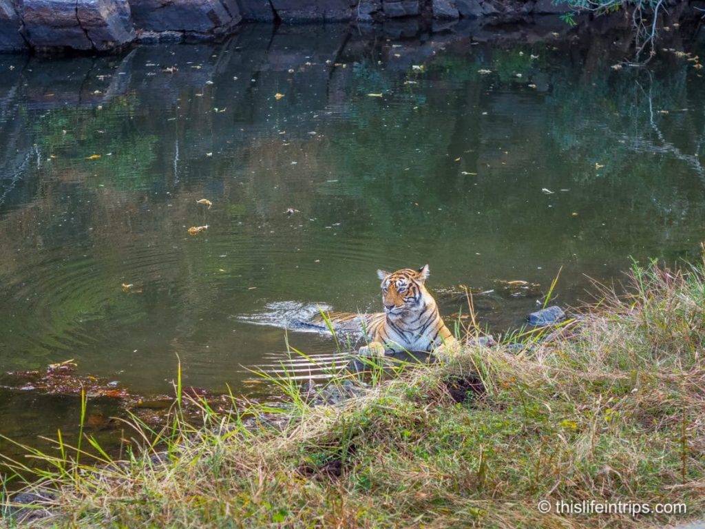 Is a Ranthambore Tiger Safari in India Worth it?