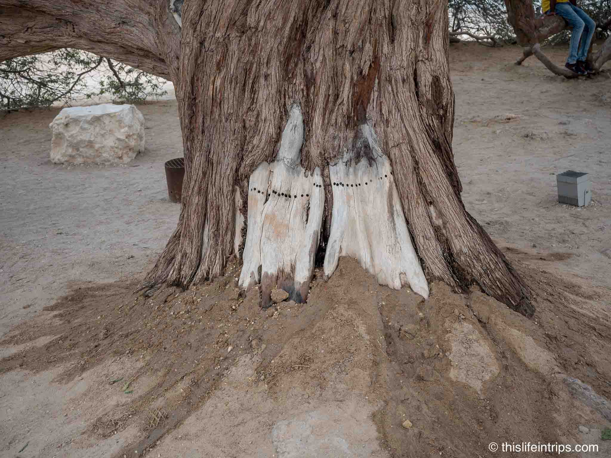 the trunk of Bahran's tree of life