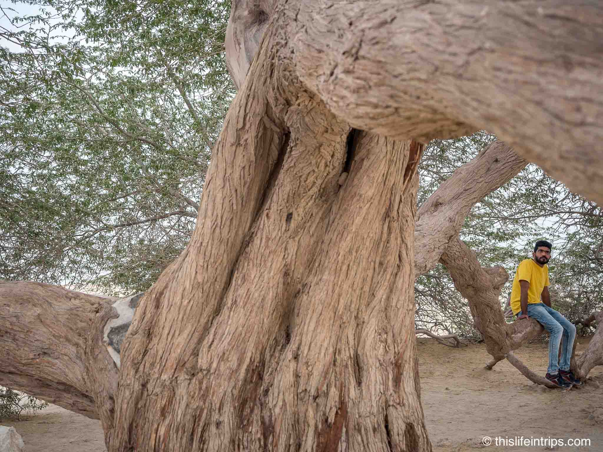Discover the legend of Bahrain's iconic Tree of Life